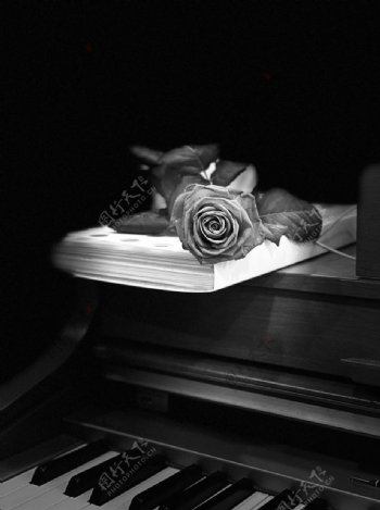 钢琴玫瑰图片