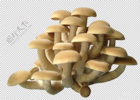 金针菇蘑菇平菇瓶装