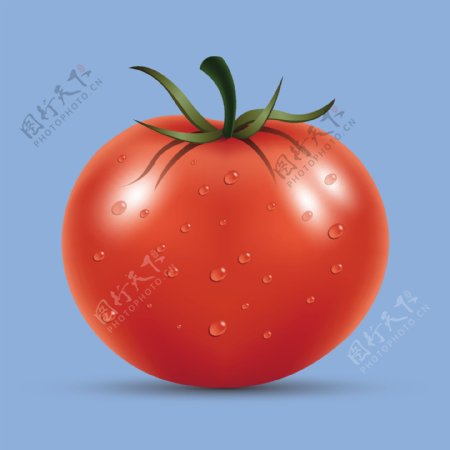 矢量西红柿番茄蔬菜高清果蔬素材