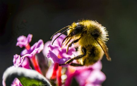 蜜蜂采花粉桌面壁纸