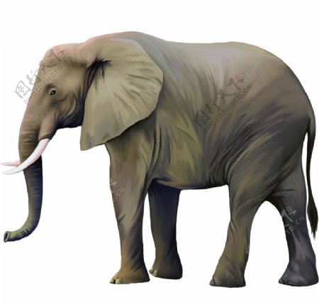 大象动物生物水彩装饰素材