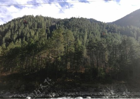 高山松树森林风光图片
