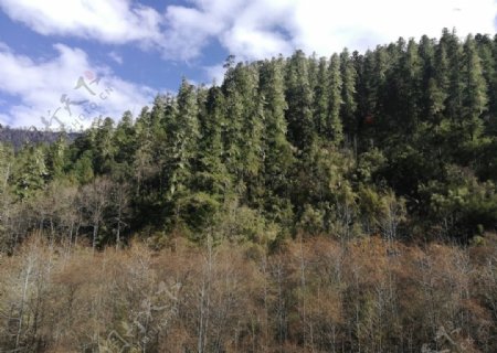 雪松森林风景图片
