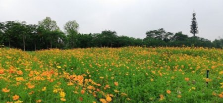 菊花花园图片