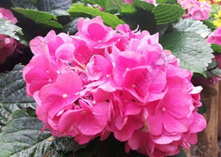 粉红色鲜花花卉图片