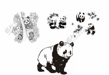 熊猫矢量图图片