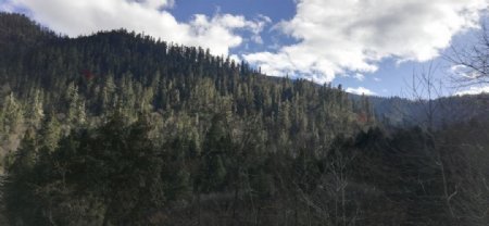 雪松树林风景图片