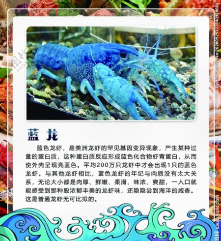 蓝龙虾图片