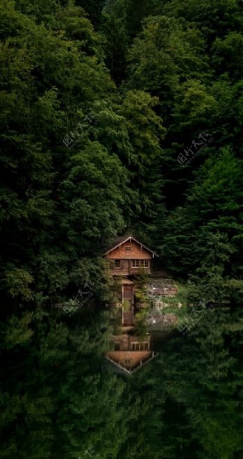 丛林里的小木屋图片