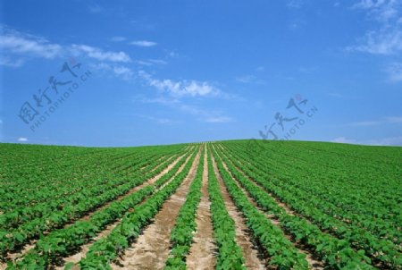 农田菜地风景图片