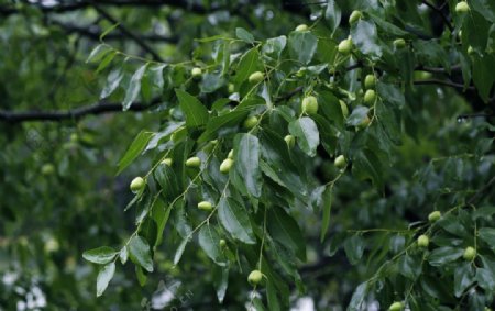 冬枣树图片