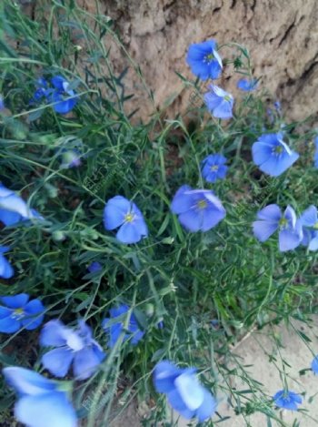 蓝色蓝花兰花绿植园林图片