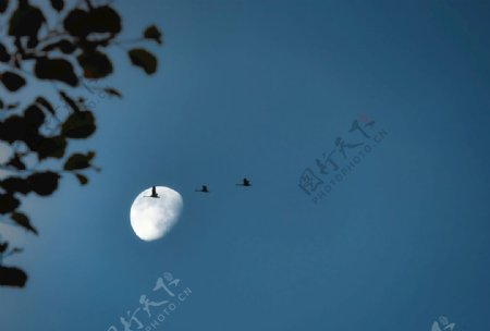 月亮与鸟图片