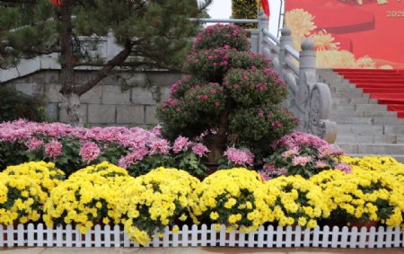 菊花盆栽盆景造型图片