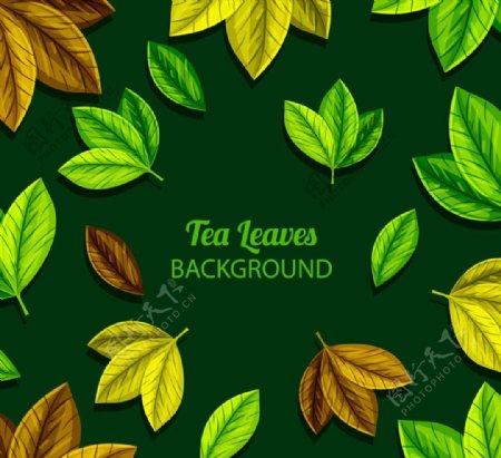 彩色茶树叶子矢量图片