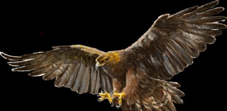 威武的雄鹰张开褐色的翅膀高图片