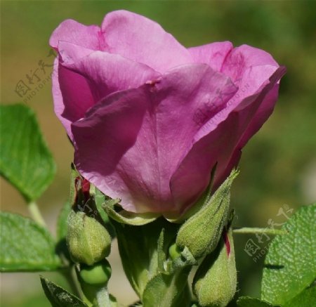 紫玫瑰图片
