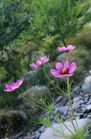 园林花草图片