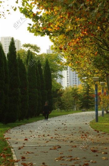 秋季公园落叶图片