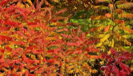 秋天树的彩叶图片