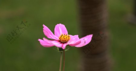 粉色波斯菊图片