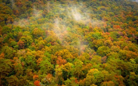 秋季森林枫叶背景海报素材图片
