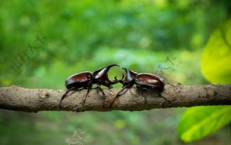 两个小甲虫摄影图片