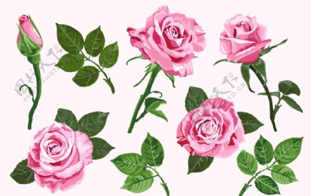 玫瑰月季花骨朵图片