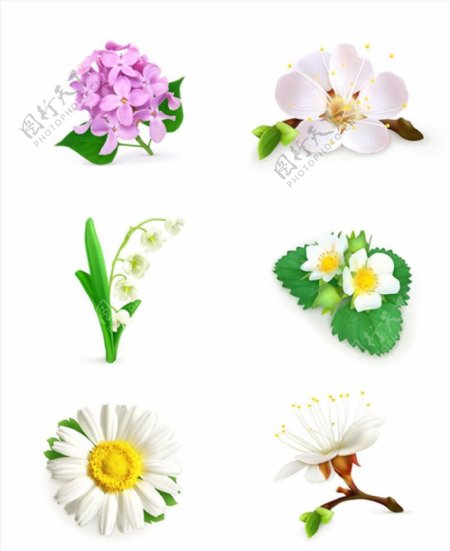 花卉花朵设计图片