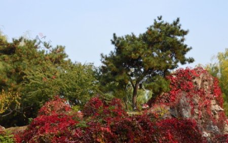 红叶风景图片