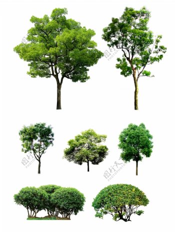 树绿化树小树大树素材图片