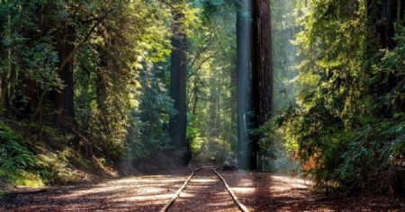 秋季森林铁路图片