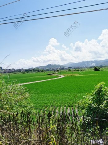 农村水稻种植风景图片