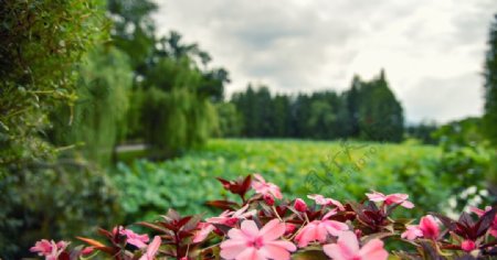 粉色花朵草地植物风景图片