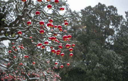 被雪覆盖的树枝挂小灯笼图片
