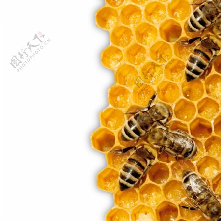 蜜蜂蜂巢峰穴图片