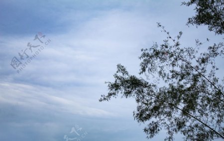 蓝天白云和竹子图片
