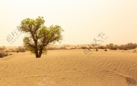 沙漠风景图片