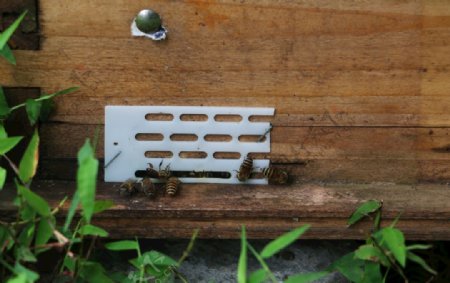 蜂箱养蜂场图片