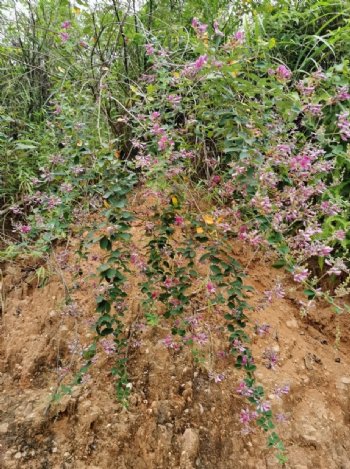 山野间开的花图片