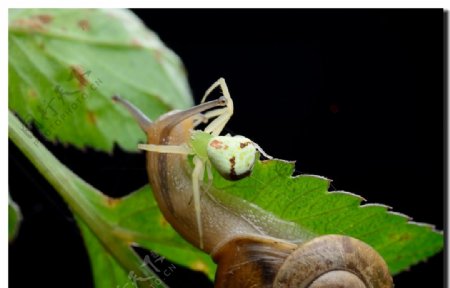 蜗牛和蜘蛛图片
