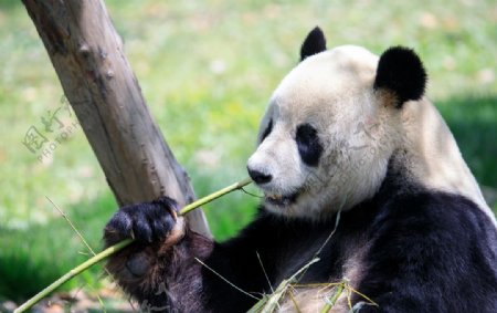 熊猫吃竹子摄影图片