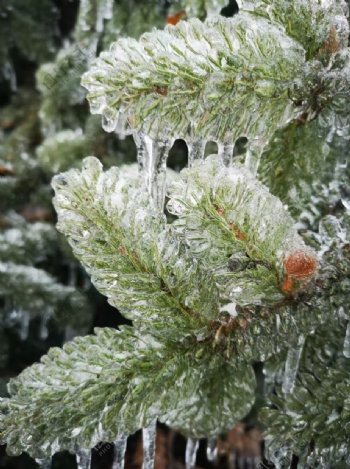 冬天冰雪冰树叶下雪了图片