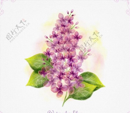 水彩绘紫丁香图片