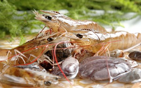 海鲜基尾虾图片