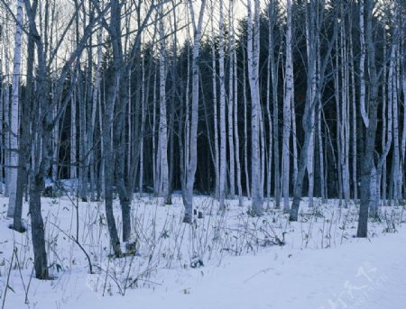 蒙茫茫雪原上的白桦林图片
