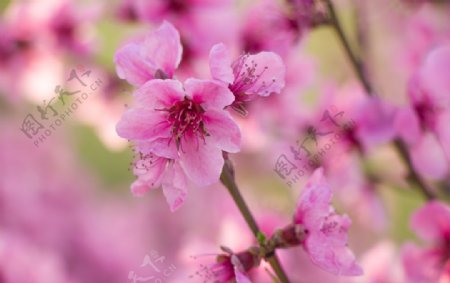 春天户外粉红海棠花盛开摄影图图片