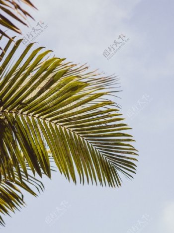 棕榈树树图片