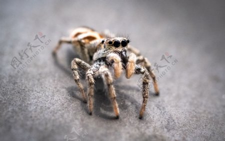 毒蜘蛛图片