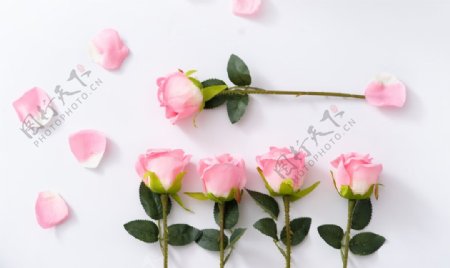 浪漫唯美粉色玫瑰拍摄素材图片